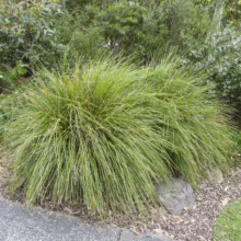 Lomandra 'Tanika': Two vibrant green, fountain-like grass clumps in a garden setting, adding texture and movement to the landscape.