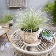 Lomandra 'White Sands' in a woven pot. The grass-like plant has green and white striped leaves, adding texture to an outdoor space.
