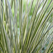 Lomandra 'White Sands': Upright, variegated grass blades with creamy white edges and green centers, creating a striking ornamental texture.