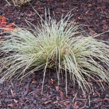 Lomandra 'White Sands' ornamental grass with slender, variegated green and white blades forming a dense, fountain-like shape in a garden setting.