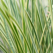 Lomandra 'White Sands'—striking ornamental grass with vibrant green blades edged in creamy white, adding texture and light to any garden
