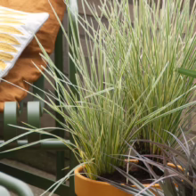 **Potted Lomandra 'White Sands' grass with striking green and white variegated blades, adding texture to any outdoor space.**