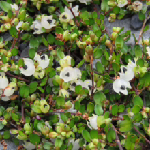 Muehlenbeckia axillaris: Low-growing plant with small, round green leaves and tiny white flowers with black centers, covering a stone surface.