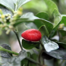 Murraya paniculata red berry amidst lush green leaves and tiny white blossoms, a vibrant detail.