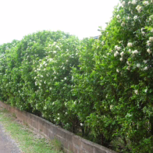 Dense Murraya paniculata hedge with vibrant green foliage and clusters of fragrant white flowers, creating a natural privacy screen.