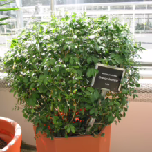 Murraya paniculata (Orange Jasmine) in a terracotta pot, showcasing dense green foliage and compact, rounded shape, ideal for indoor gardening