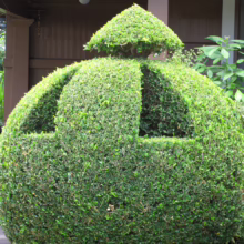 Murraya paniculata bush meticulously trimmed into a unique, decorative topiary shape with layered sections, adding a touch of artistic greenery to the garden