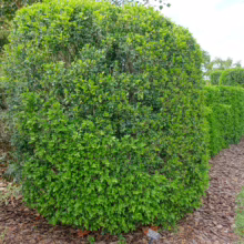 Lush green Murraya paniculata hedge, neatly trimmed, lining a garden path with mulch.