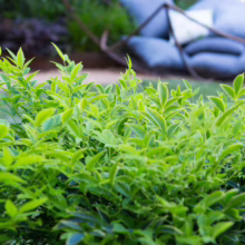 Bright green Nandina domestica 'Lemon-Lime' shrub in a garden, with a comfy hanging chair visible behind.