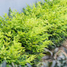 Lush Nandina domestica 'Lemon-Lime' shrubbery against a wall, showcasing its vibrant chartreuse foliage in a garden setting.