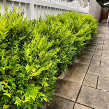 Lush Nandina domestica 'Lemon-Lime' shrubs line a walkway, showcasing vibrant, chartreuse foliage against a white picket fence.