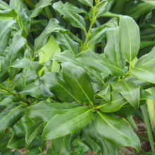 Lustrous green Nestegis apetala leaves with prominent veins, showcasing their glossy texture and vibrant color