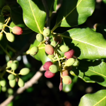 Nestegis apetala branch close-up: green leaves and clusters of small, unripe green and red fruits.