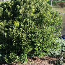 Lush, round Nestegis apetala shrub with glossy, deep green leaves, adding natural beauty to any landscape
