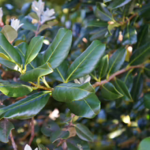 Glossy green leaves of Nestegis apetala shrub, showcasing its vibrant foliage and small white flowers