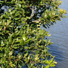 Glossy green leaves of a Nestegis apetala branch hang over blue water. The leaves are a vibrant green and reflect the sunlight.