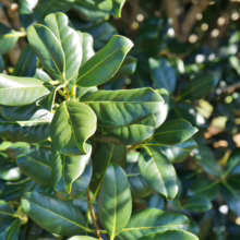Nestegis apetala: Close-up of vibrant green, glossy leaves on a branch, showcasing its lush foliage.