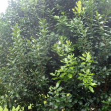 Lush green Nestegis apetala plant; dense, bushy foliage with glossy, dark green leaves. A vibrant, healthy specimen.
