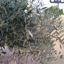 Olea europaea olive tree: dense silvery-green foliage on slender branches, adding Mediterranean charm to any garden