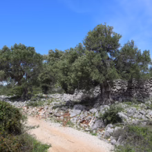 Olea europaea trees stand by a stone wall and dirt path under a clear blue sky.