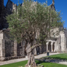 Mature Olea europaea (olive tree) with gnarled trunk, set against a weathered stone building with arches and decorative details.