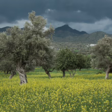 Olive trees in a field of yellow flowers under a stormy sky, with mountains in the background.