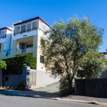 Olea europaea tree with silvery-green foliage in front of a modern residential building under a clear blue sky.