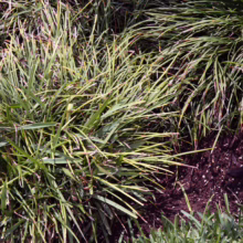 Ophiopogon japonicus ground cover featuring dense, arching green blades with occasional yellowing tips, creating a lush, textured landscape effect.