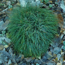 Ophiopogon japonicus: a rounded clump of evergreen, grass-like foliage surrounded by frosty leaves. Perfect for ground cover.
