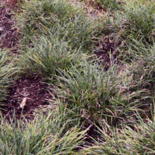 Ophiopogon japonicus ground cover, a lush green grass-like plant forming dense clumps in a garden setting