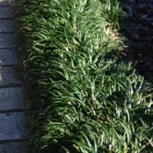 Ophiopogon japonicus 'Nana' ground cover, lush green foliage bordering a stone path.