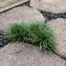 Ophiopogon japonicus 'Nana' nestled between stone pavers and black pebbles. Low-growing, spiky green foliage adds texture to the garden path.