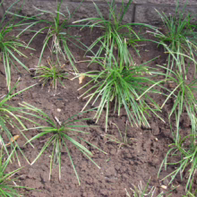Ophiopogon japonicus ground cover plants in a garden bed. Lush green foliage provides a dense, textured look.