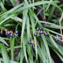Ophiopogon planiscapus: Grass-like foliage with striking dark blue berries, adding unique texture and color to gardens.