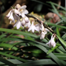 Ophiopogon planiscapus with delicate white bell-shaped flowers cascading from a slender stem amidst lush green foliage.
