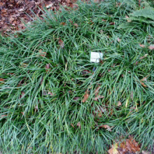 Ophiopogon planiscapus: Dense, dark green, grass-like ground cover with scattered brown leaves, creating a textured, natural landscape.