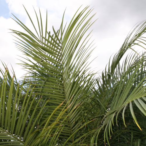 Phoenix roebelenii palm fronds with slender, arching green leaves against a cloudy sky