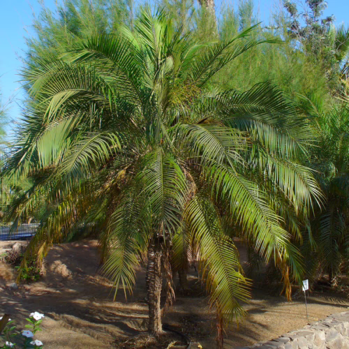 Phoenix roebelenii palm with vibrant green fronds, set in a garden landscape with sandy soil and flowering plants