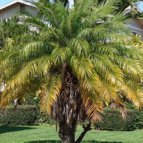 Phoenix roebelenii tree with vibrant green and yellow fronds, adding a touch of tropical beauty to any landscape
