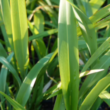 Phormium cookianum 'Emerald Gem' with vibrant green, sword-like leaves, adding lush texture to any garden.