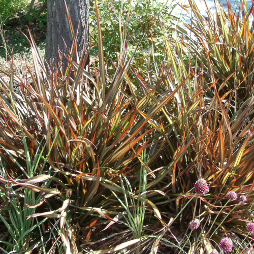 Phormium cookianum 'Jack Spratt'—bronze, green, and yellow striped New Zealand flax plant with spiky leaves, adding texture and color to the garden.
