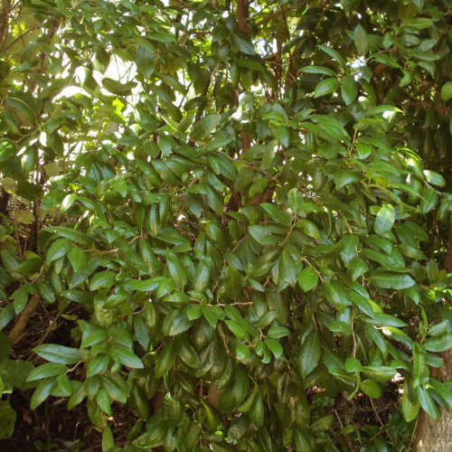 Streblus Banksii tree with dense, glossy green leaves and visible brown branches, showcasing its lush foliage