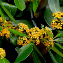Tristaniopsis laurina with clusters of bright yellow flowers and glossy green leaves