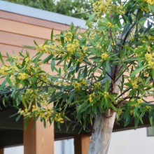Tristaniopsis laurina tree with smooth, light bark and clusters of vibrant yellow flowers against glossy green leaves.
