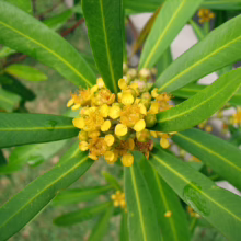 Tristaniopsis laurina with vibrant yellow flowers clustered amidst glossy, lance-shaped green leaves
