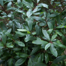 Tristaniopsis laurina shrub with dense, glossy green foliage and reddish stems, creating a lush, vibrant texture.