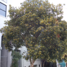 Tristaniopsis laurina tree with dense, dark green leaves and clusters of small yellow flowers.