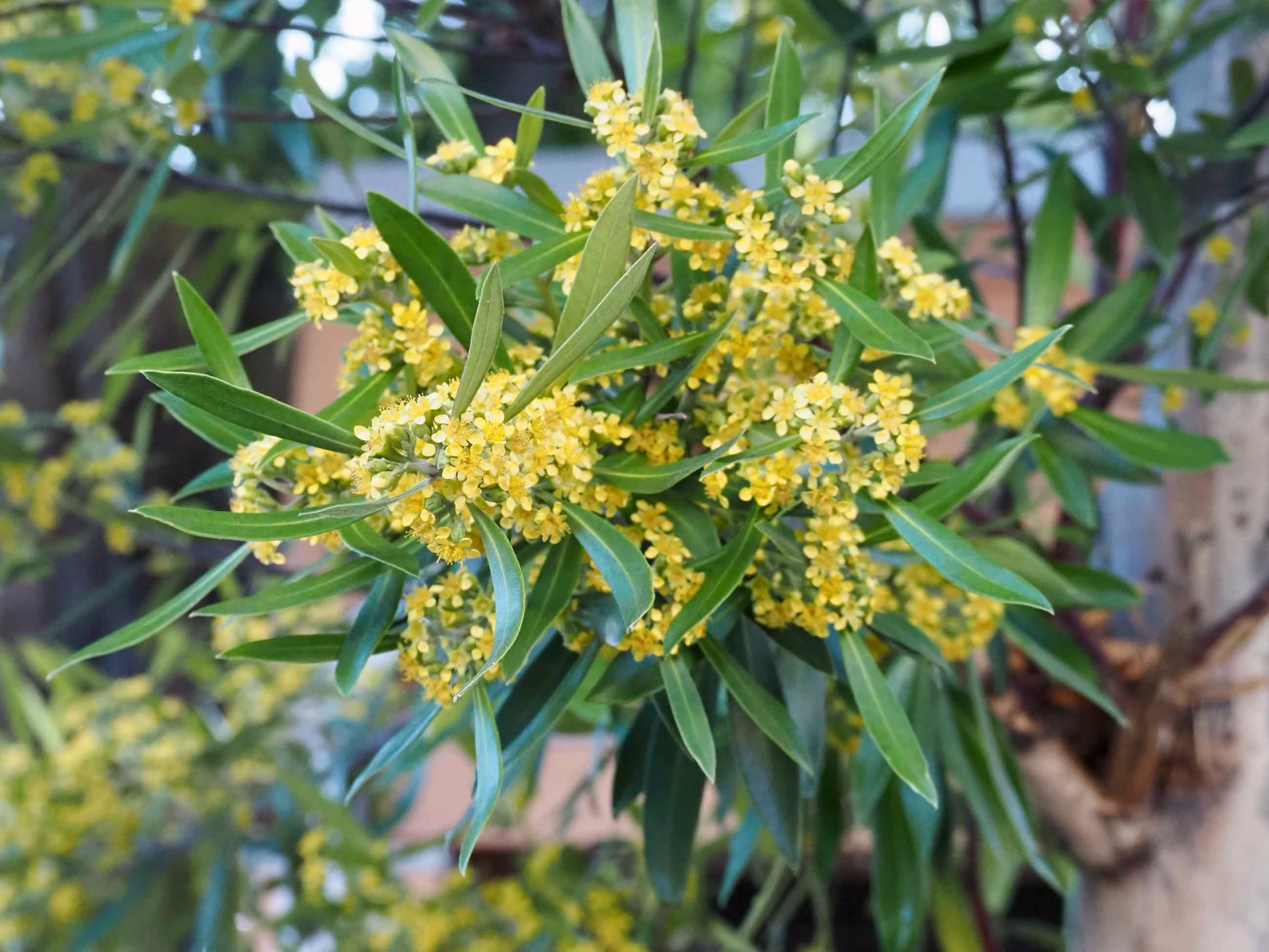 Tristaniopsis laurina branch: glossy green leaves surround clusters of tiny, vibrant yellow flowers.