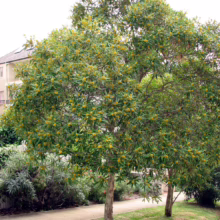 Tristaniopsis laurina tree with glossy green leaves and clusters of small yellow flowers, planted along a sidewalk