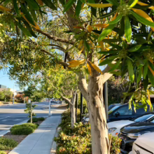 Tristaniopsis laurina tree with smooth bark and green leaves along a sidewalk, street visible in background.